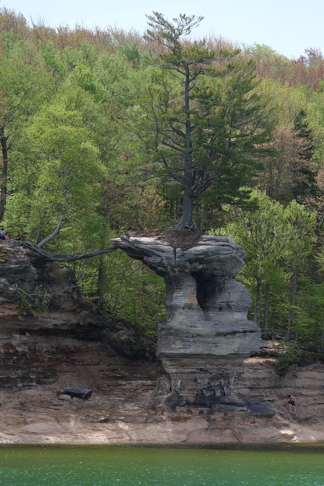 Tree with roots growing across gap