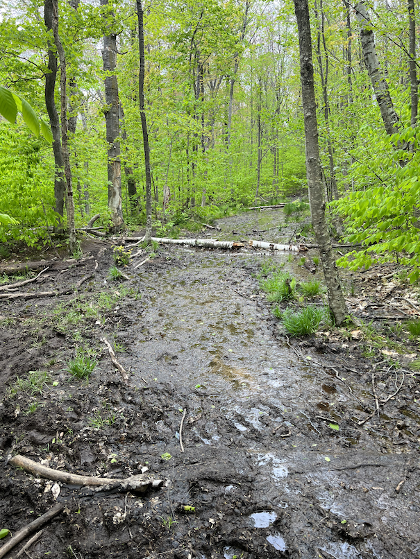 Standing water on trail