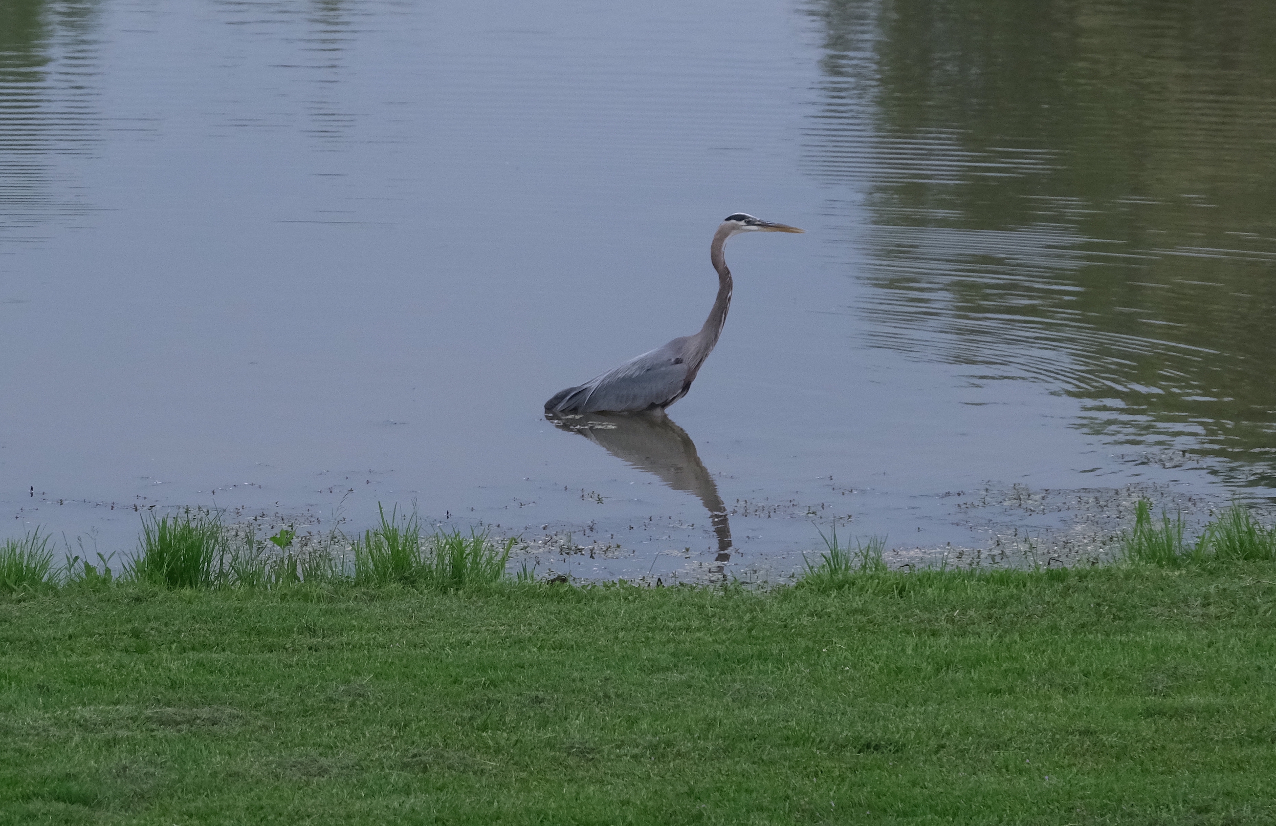 Picture of bird