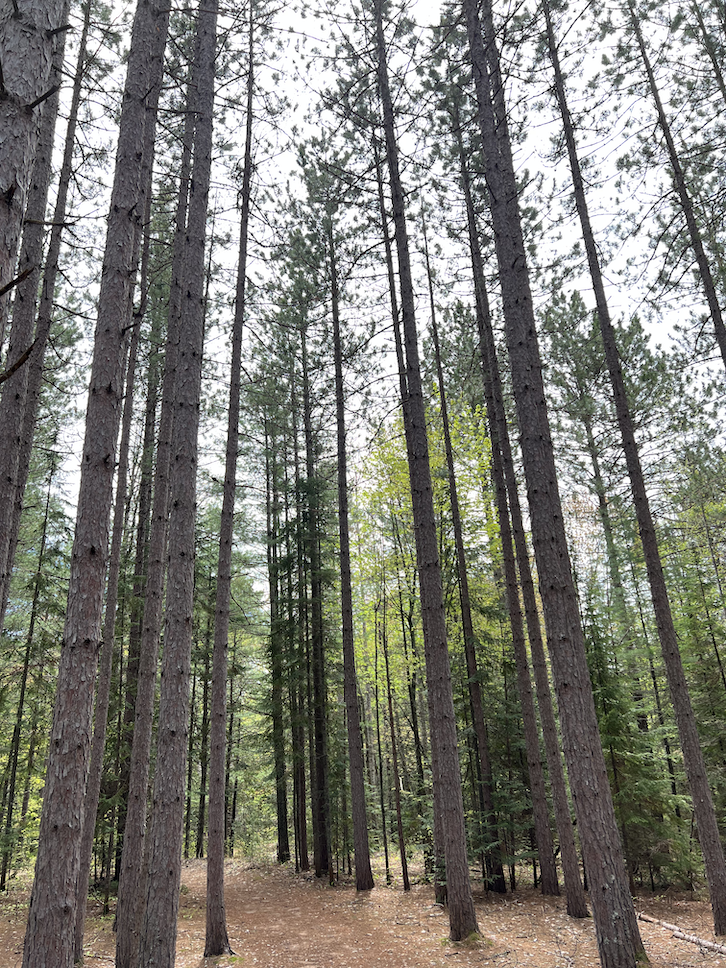 Lower Tahquamenon Falls Loop Hike