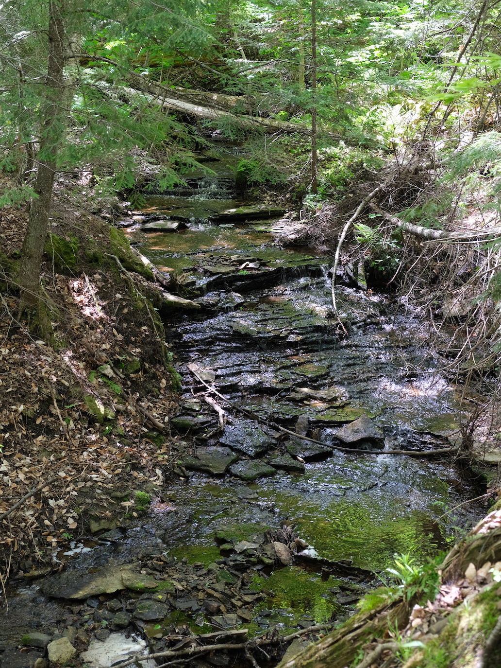 Creek on path to Laughing Whitefish Falls