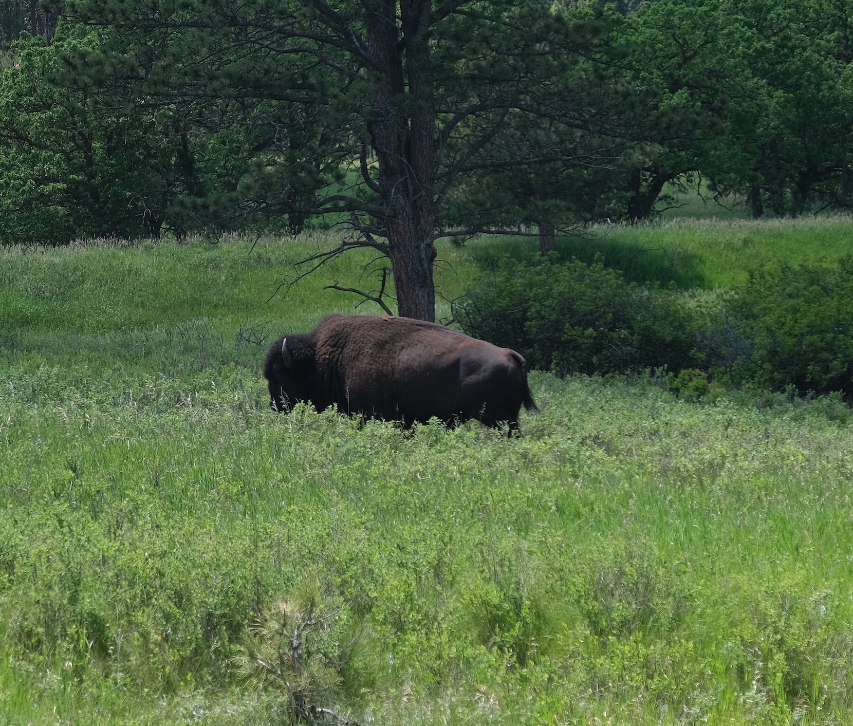 A long buffalo along the Peter Norbeck Scenic Byway