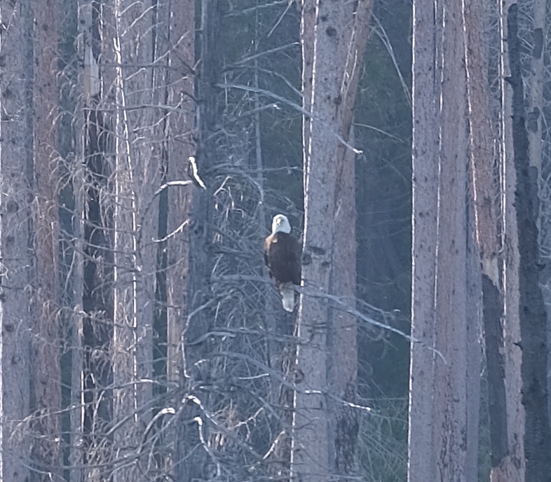 Bald Eagle on Lake McDonald shoreline
