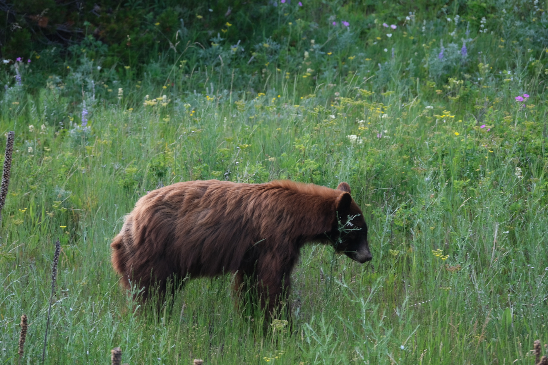Bear near St. Mary