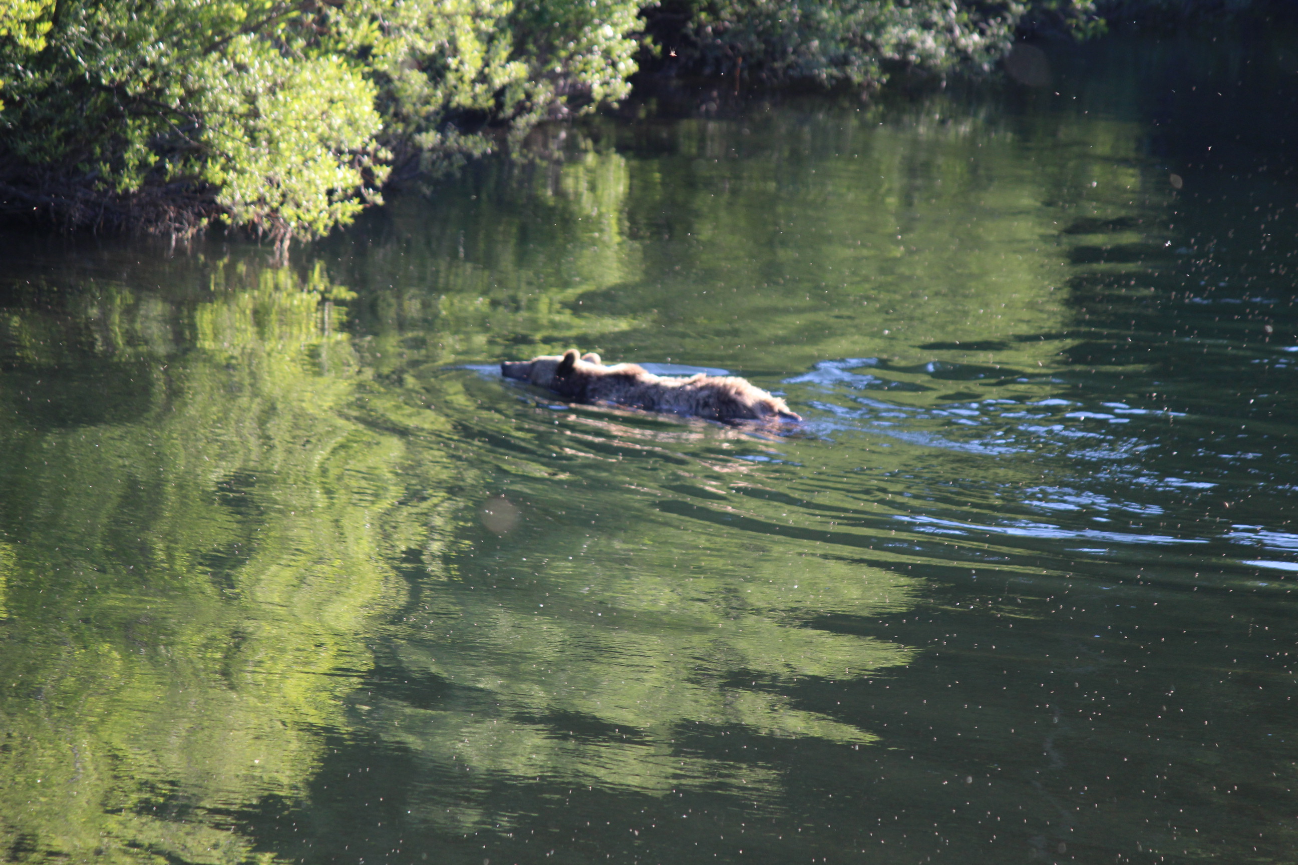 Grizzly swimming in creek