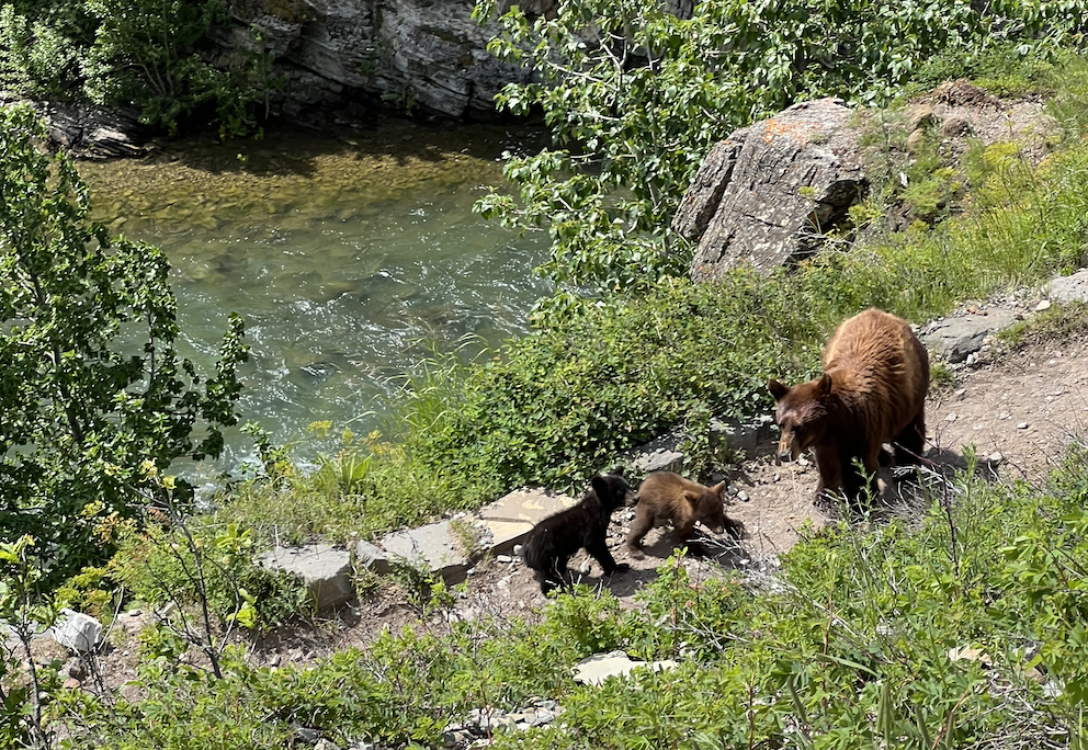 Mama and cubs on trail