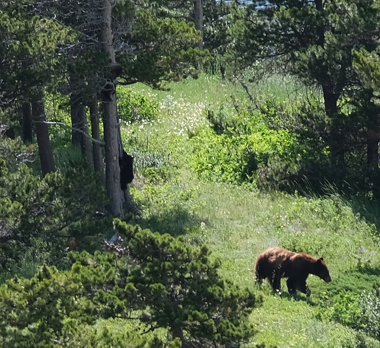 Mama and cubs playing in tree