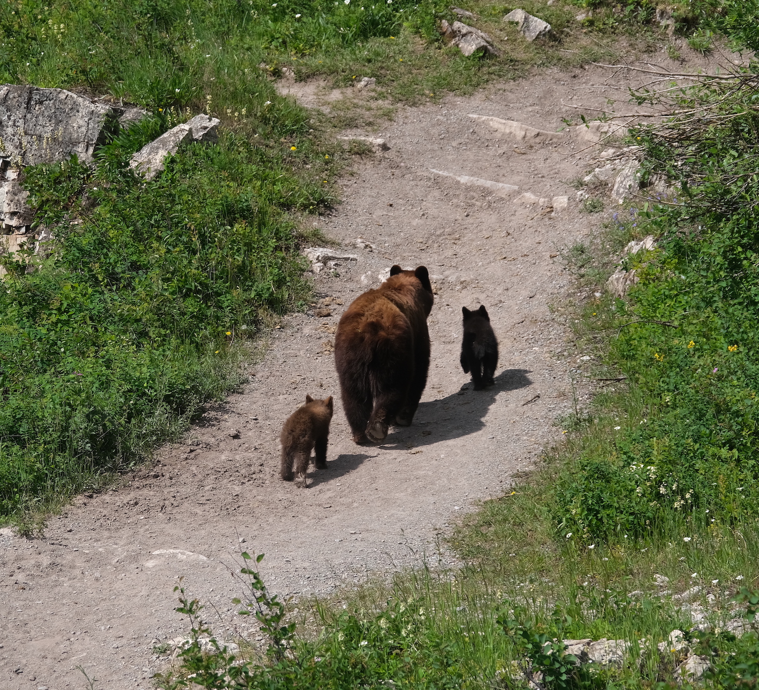 Mama and cubs walking away
