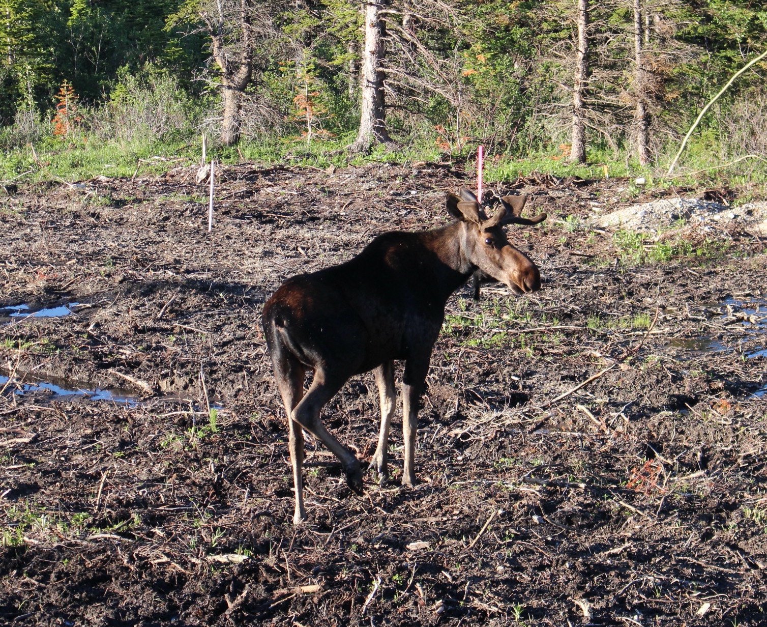 Moose near road