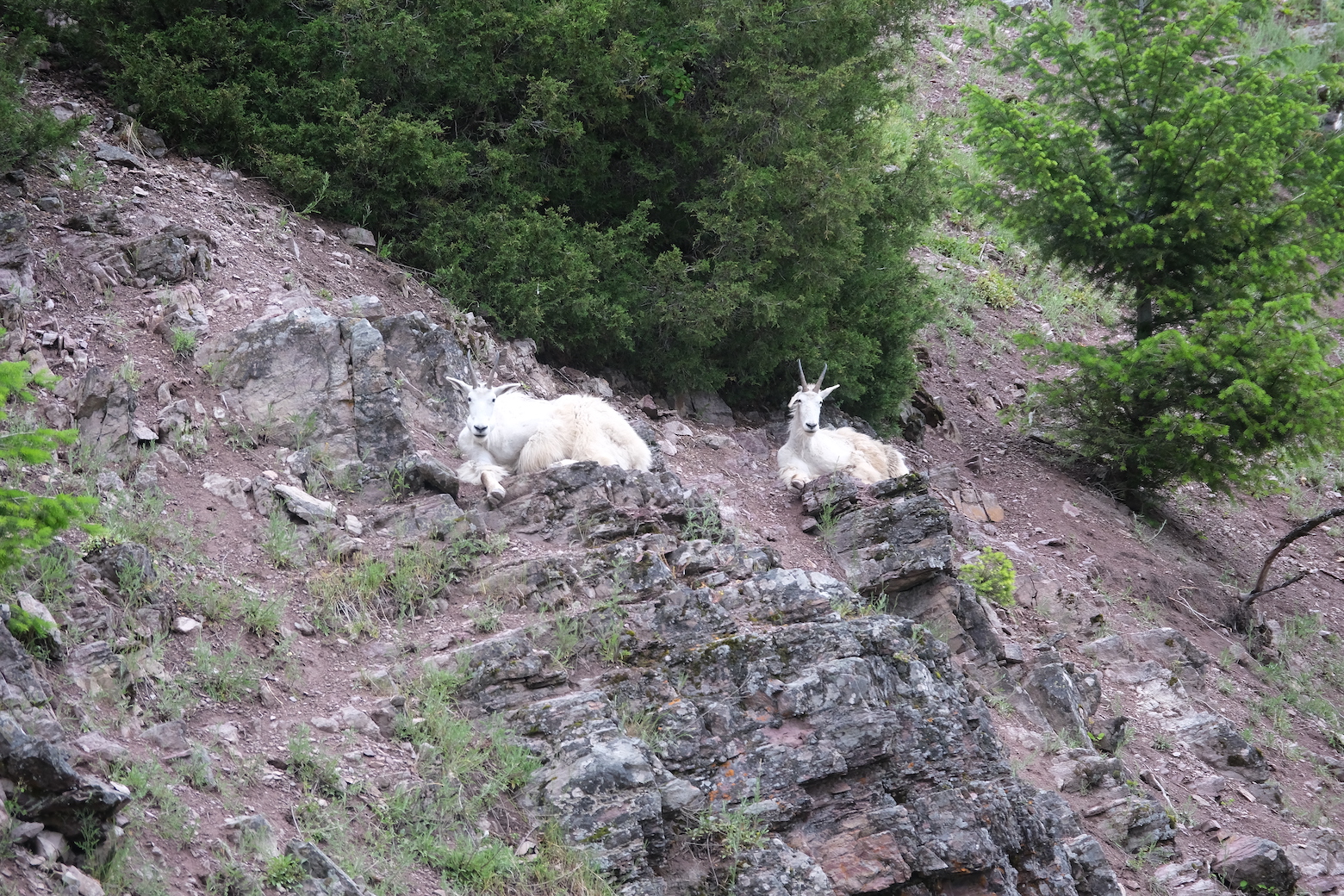 Mountain Goats at Goat&rsquo;s Lick