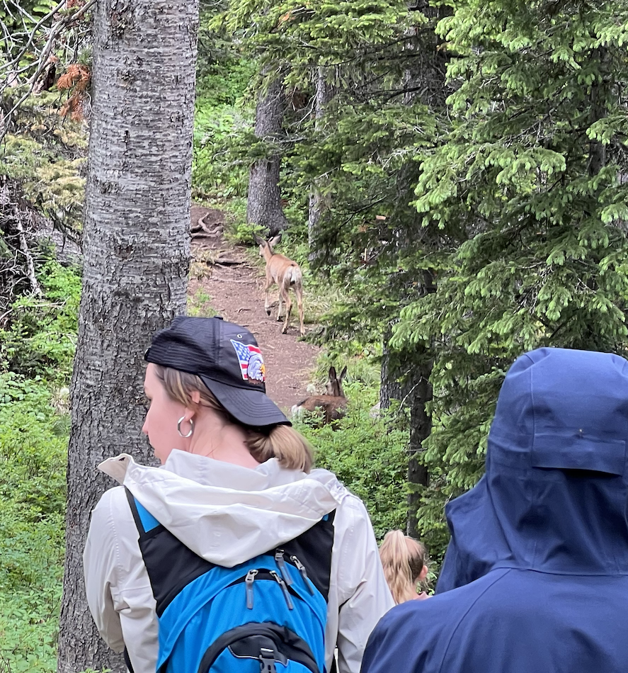 Deer at Paradise Point