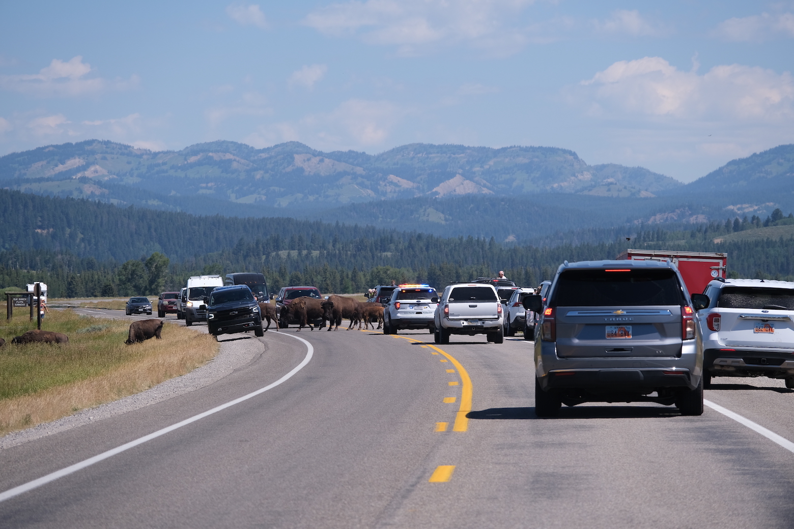 Buffalo crossing the street