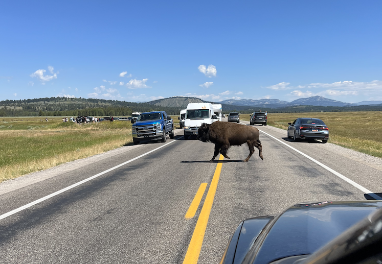 Last buffalo crossing the street