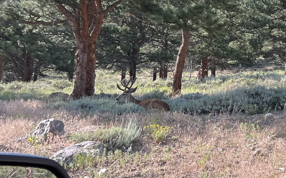 Elk at RMNP