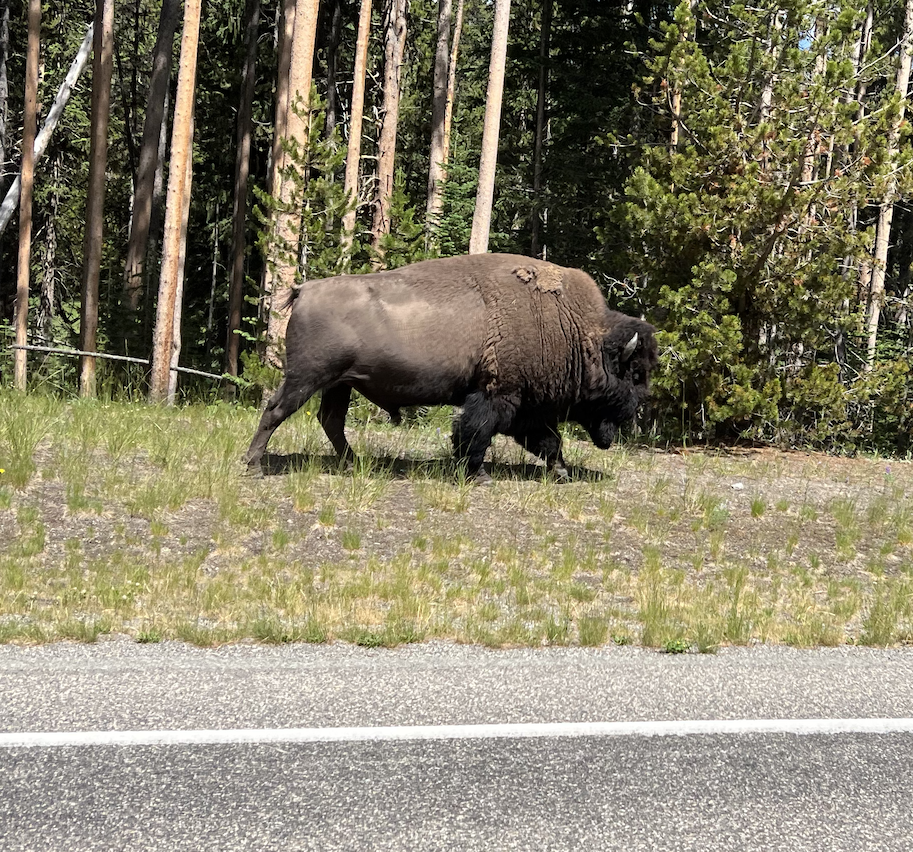 Bison strolling alongside of the road
