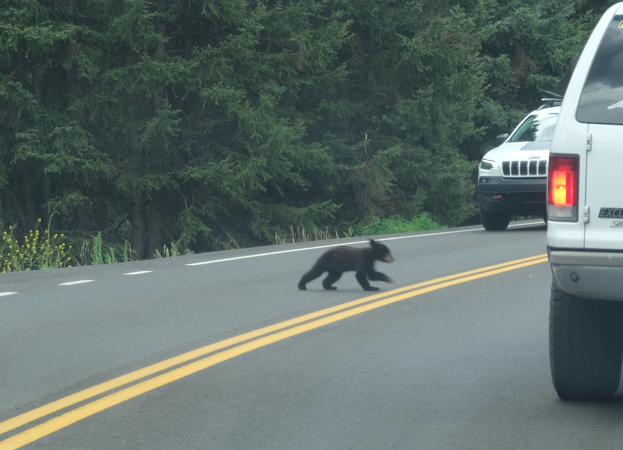 Black bear cub