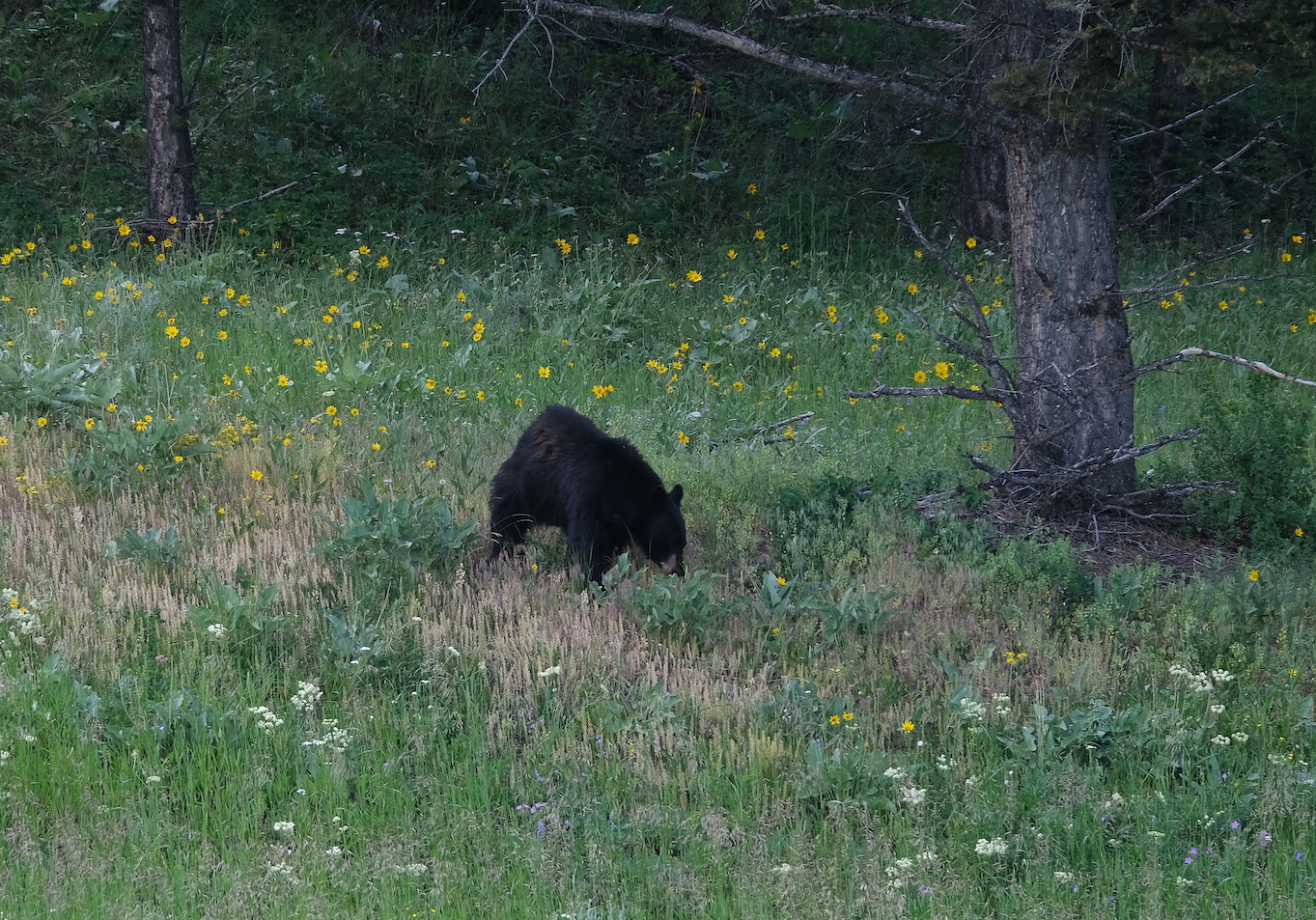 Black bear by road
