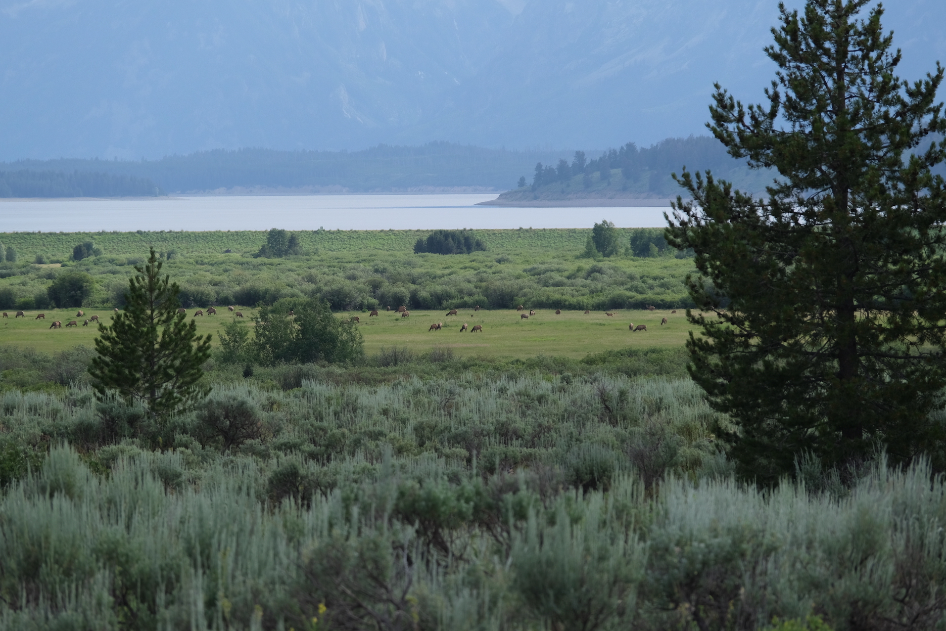Herd of elk