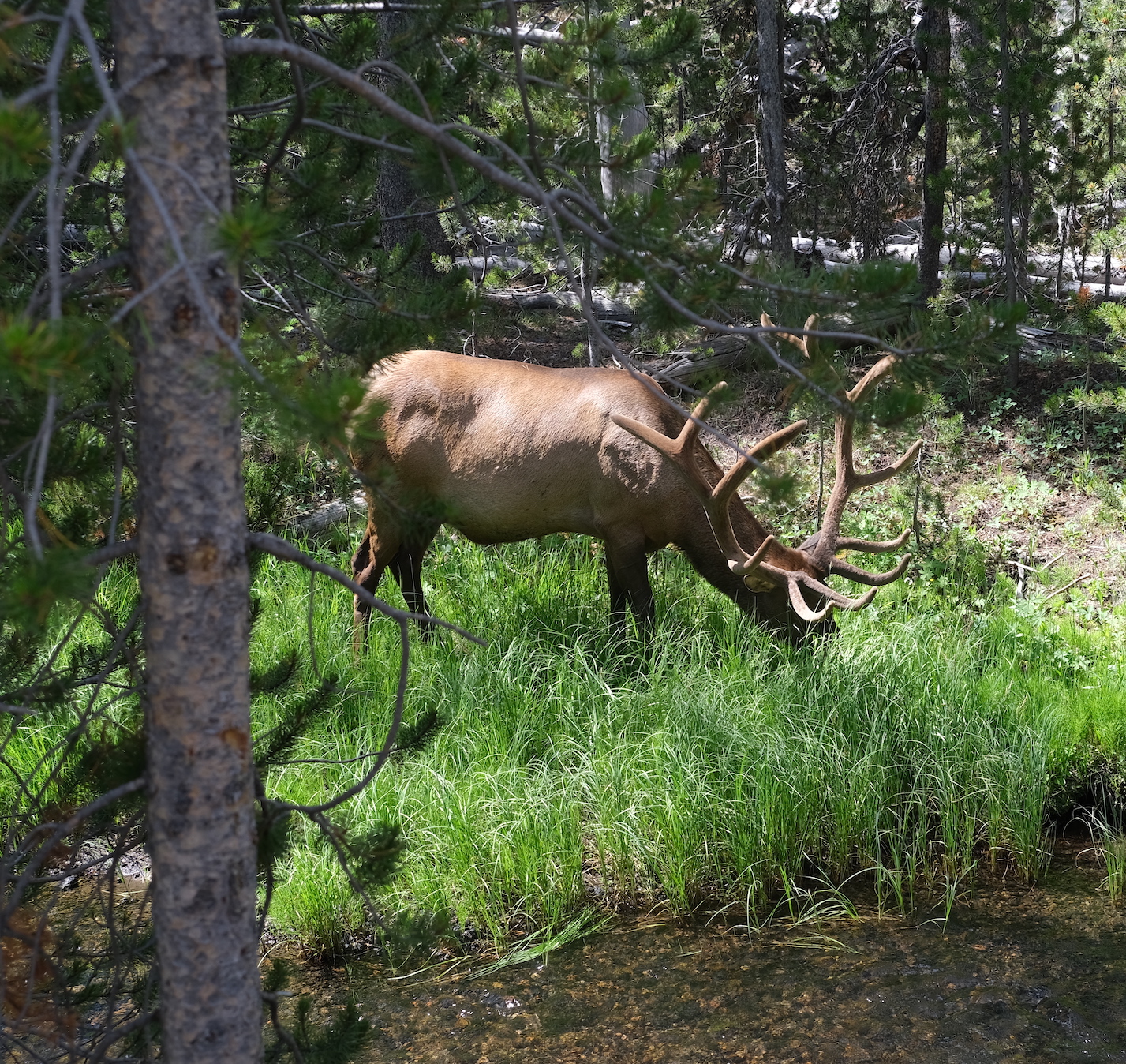 Male elk