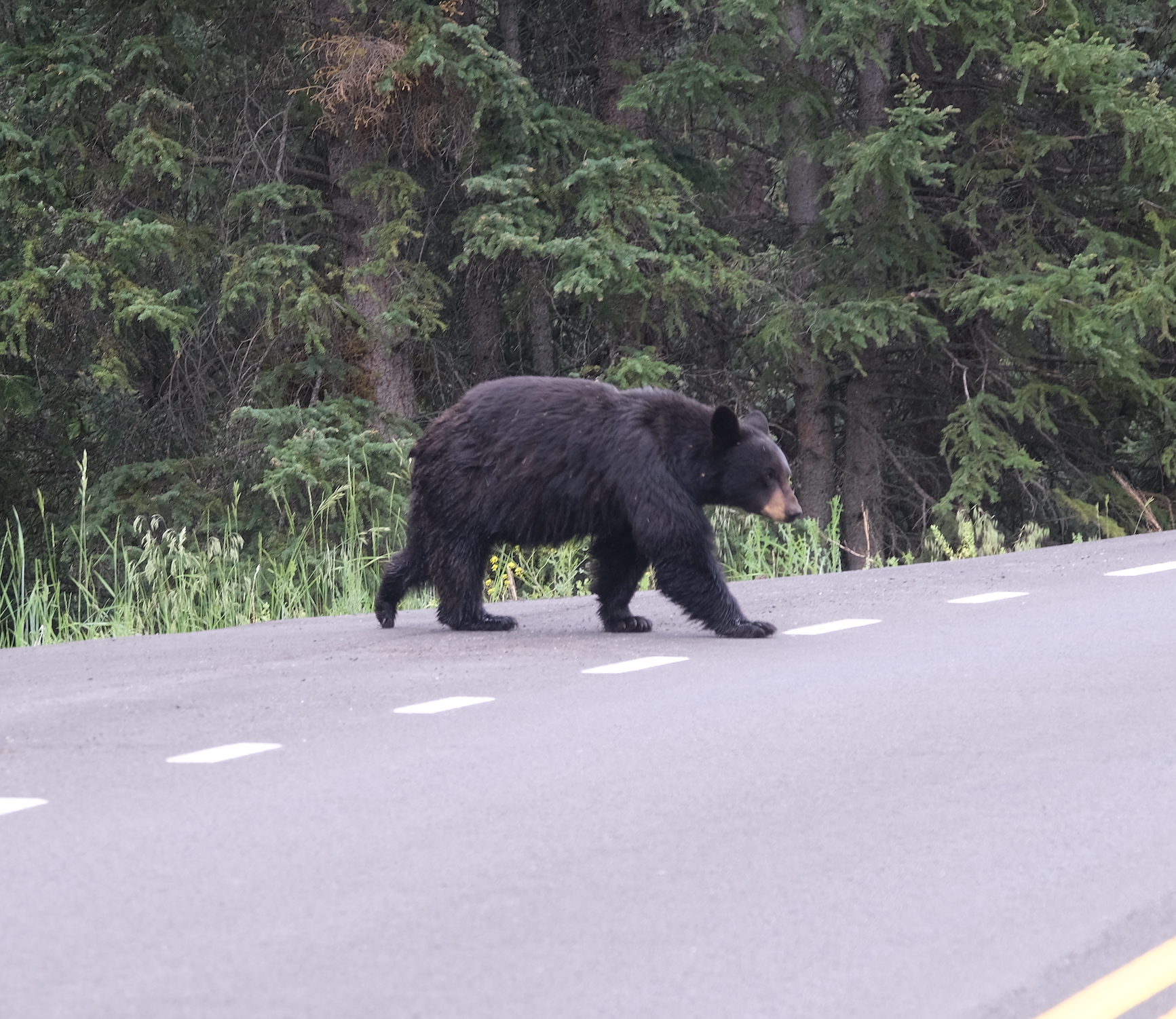 Mama black bear