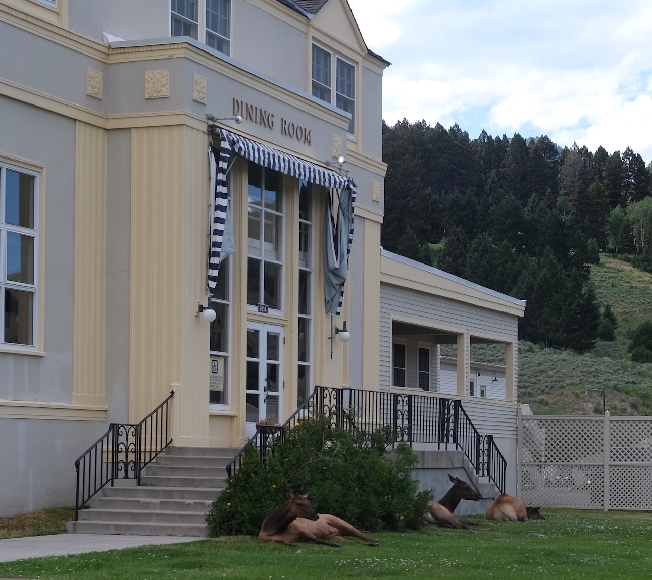 Elk resting at Mammoth Hot Springs