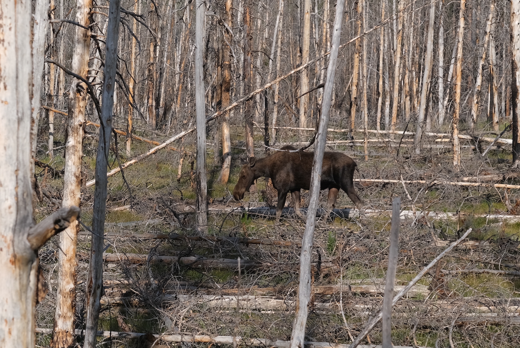 Moose by road