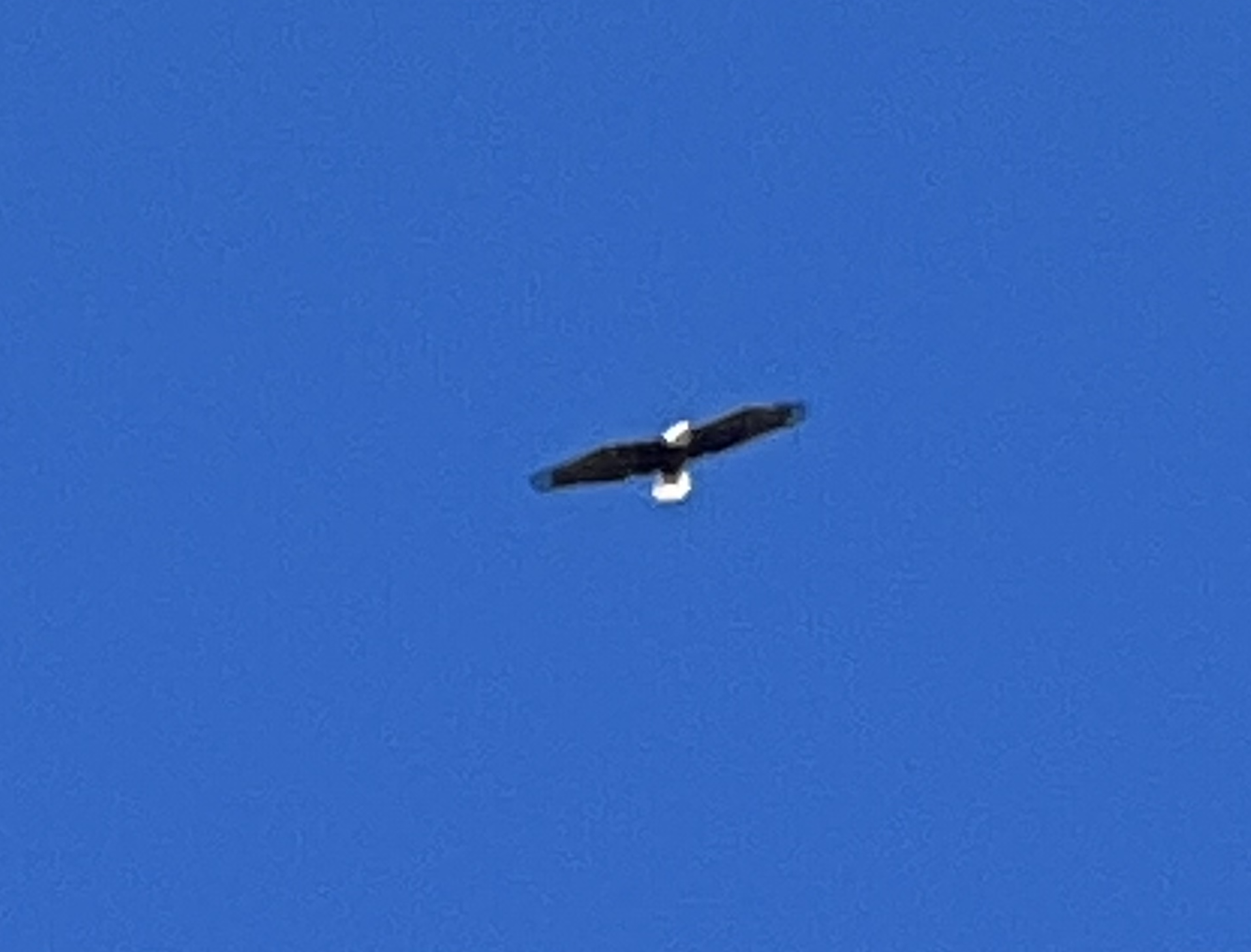 Bald eagle at campsite