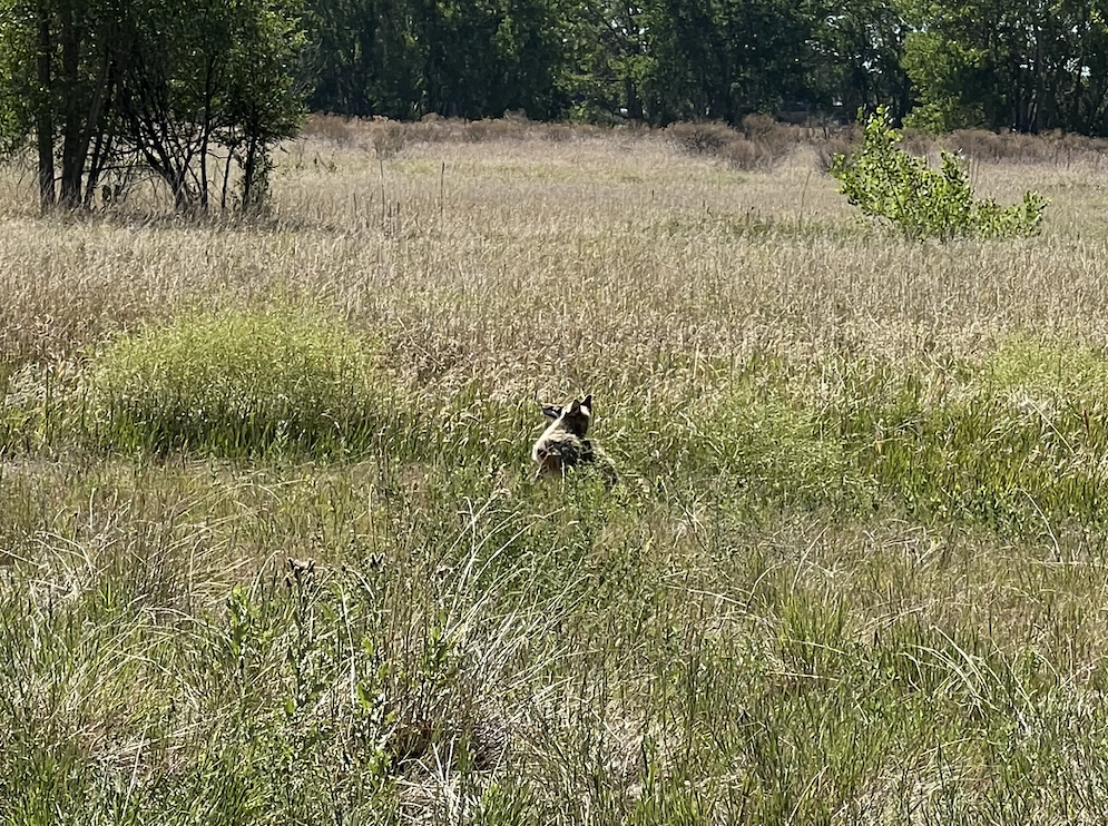 Fox at campsite