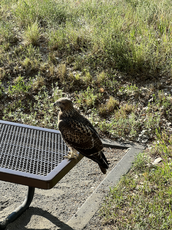 Red tailed hawk at campsite