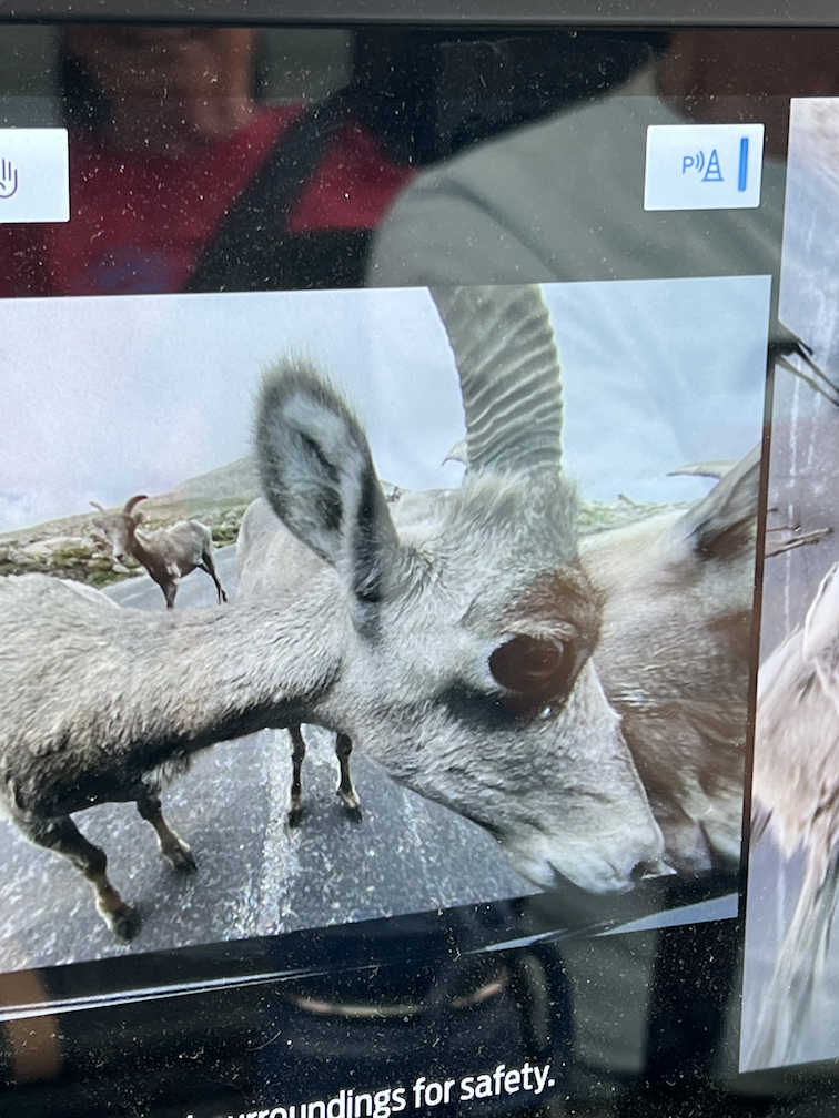 Goats looking at my front camera
