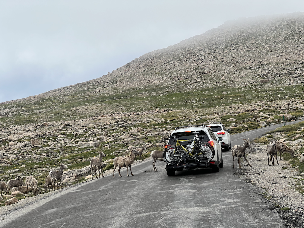 Goats swarming the cars ahead of us