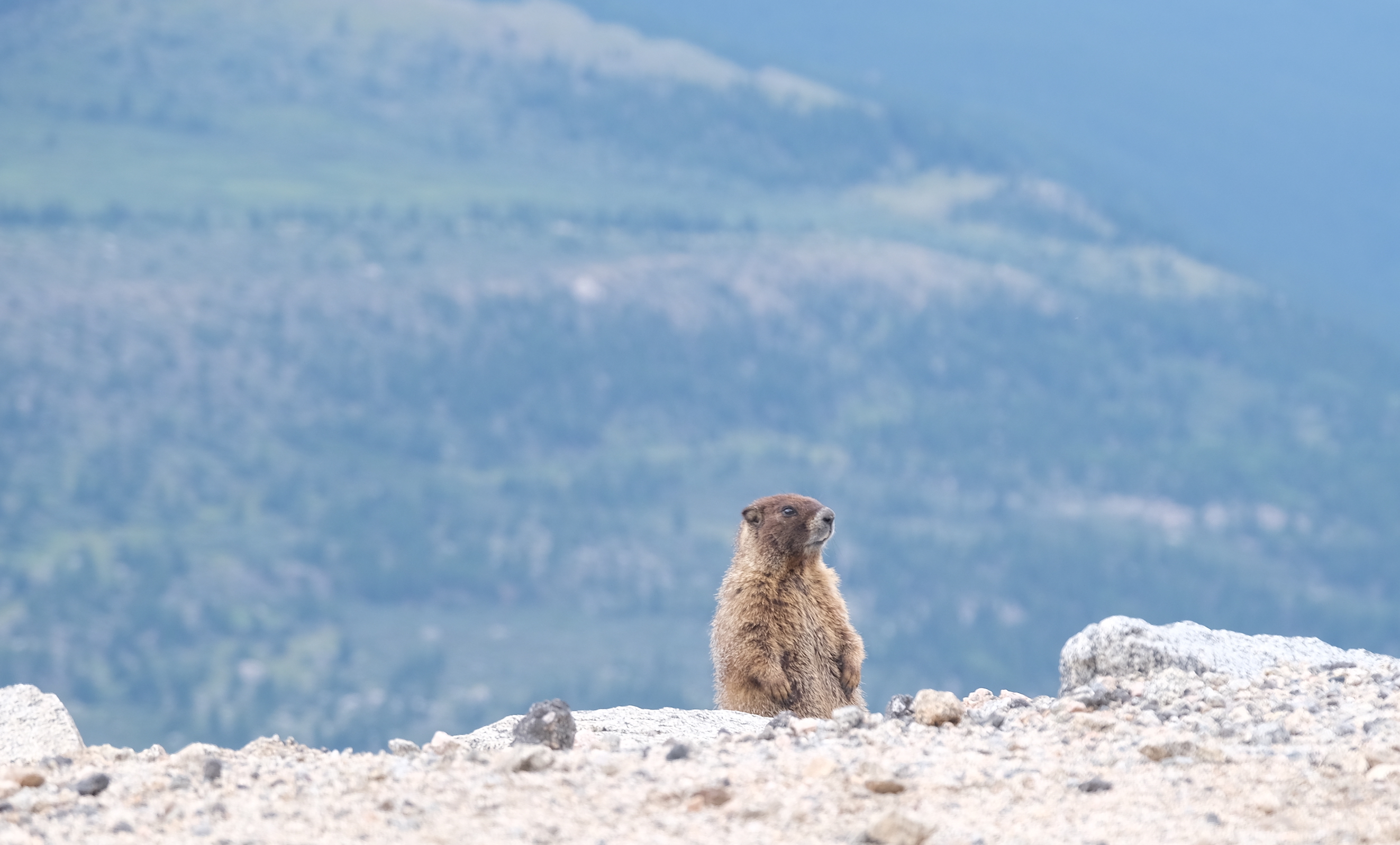 Marmot on Mt. Evans