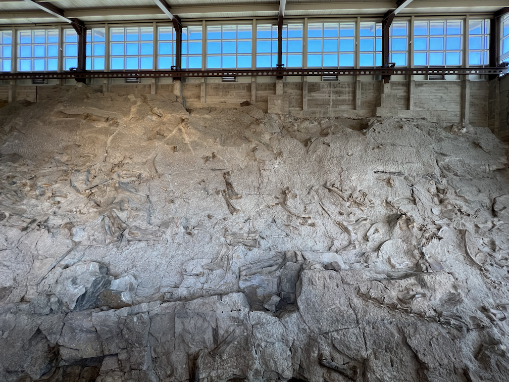 Dinosaur Fossils