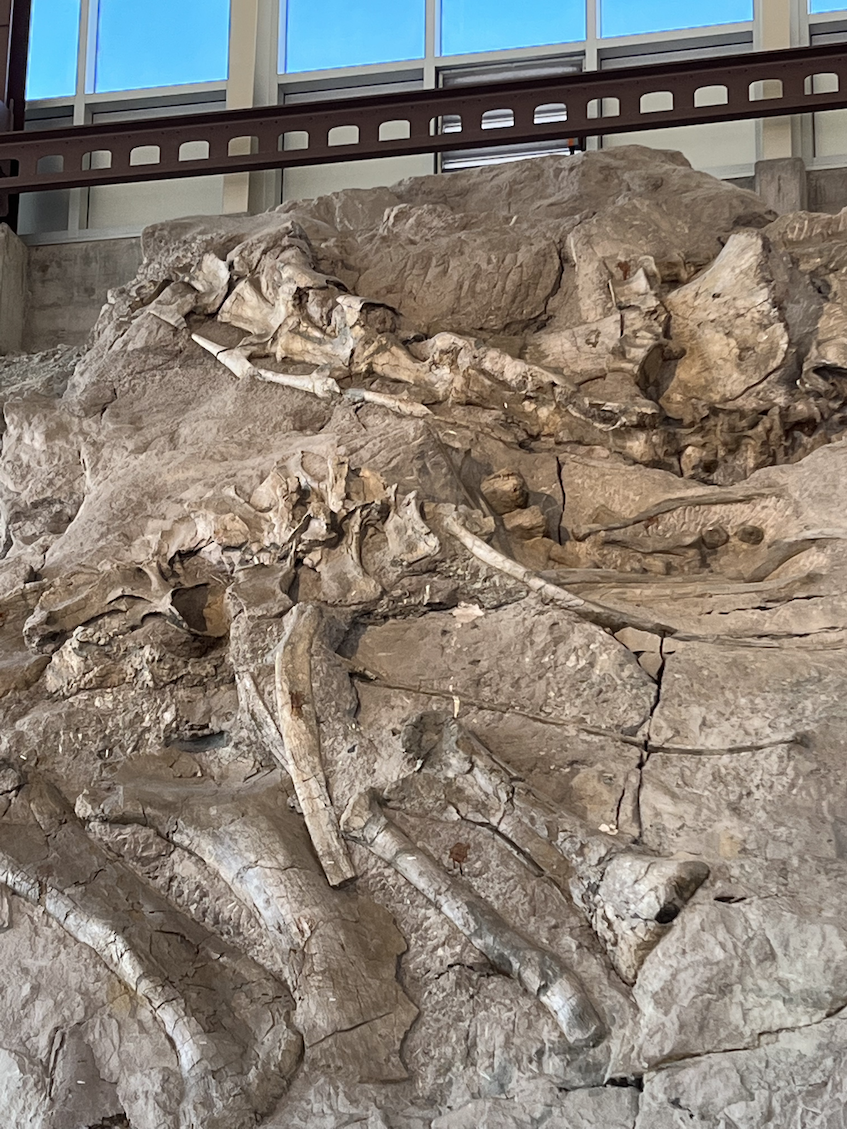 Dinosaur Fossils