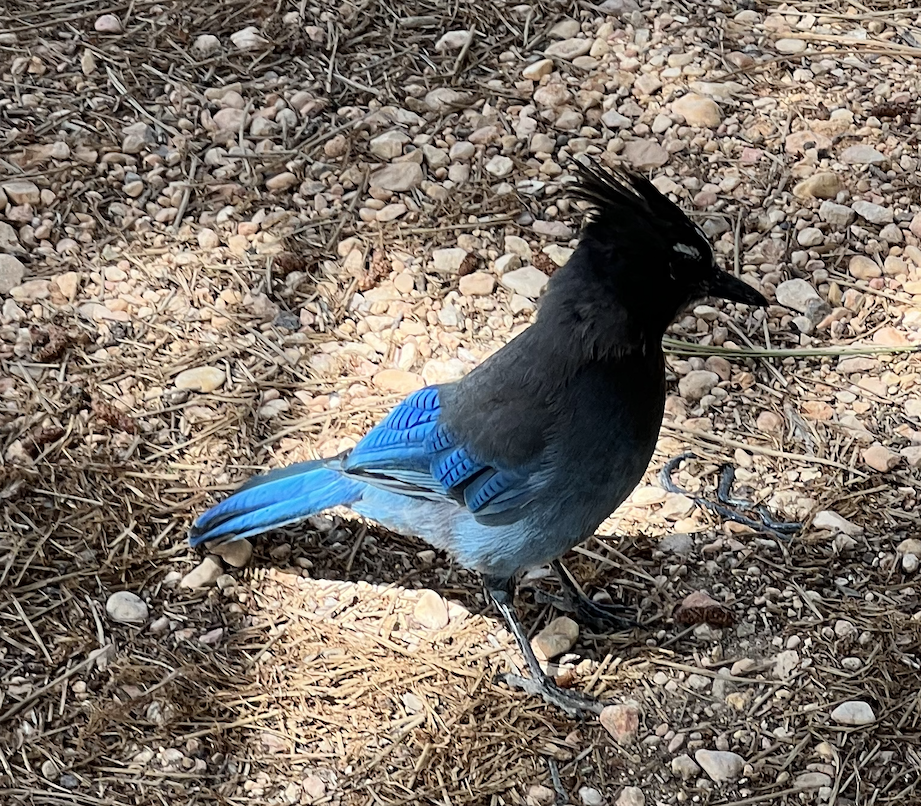 Stellar&rsquo;s Jay