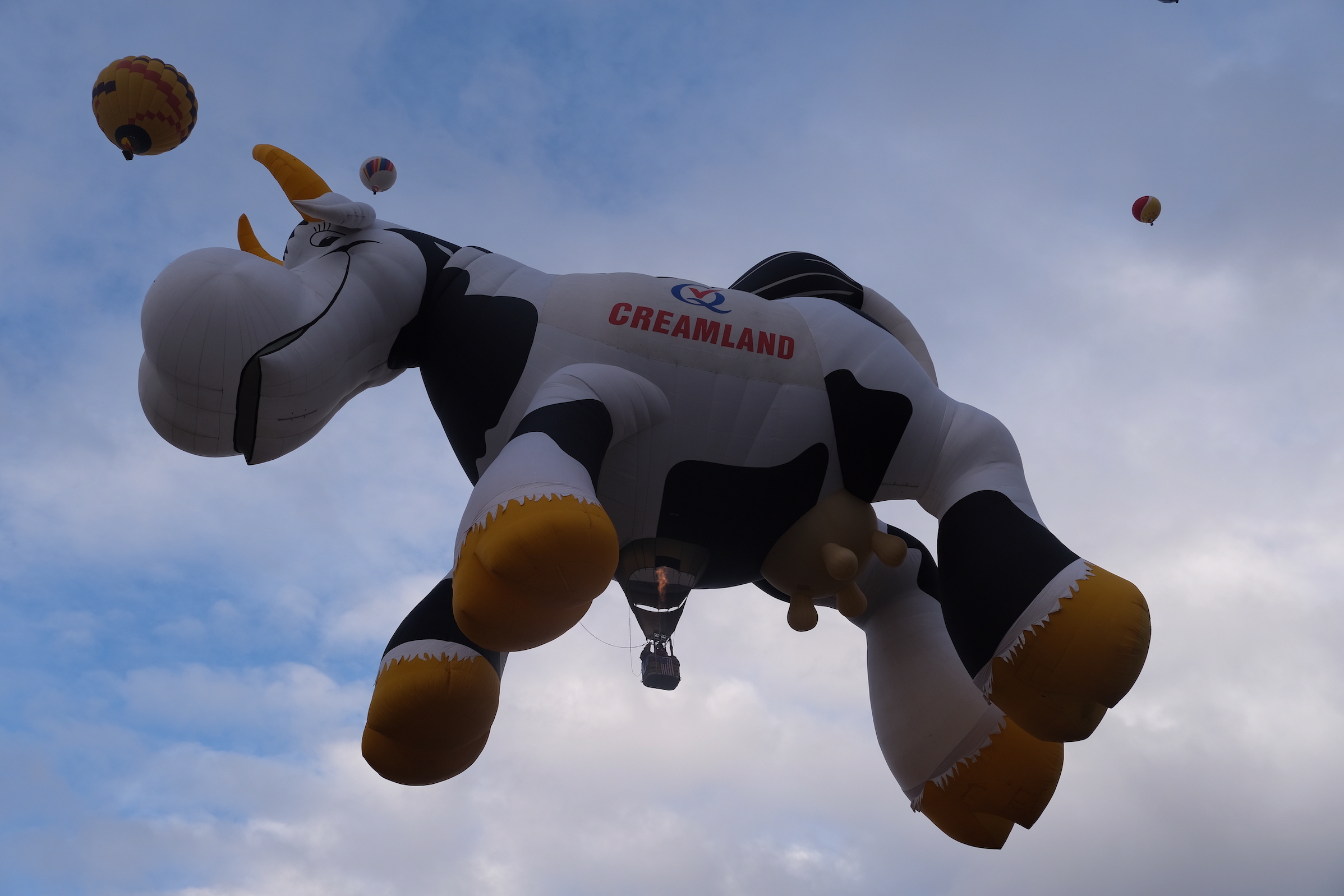 Cow