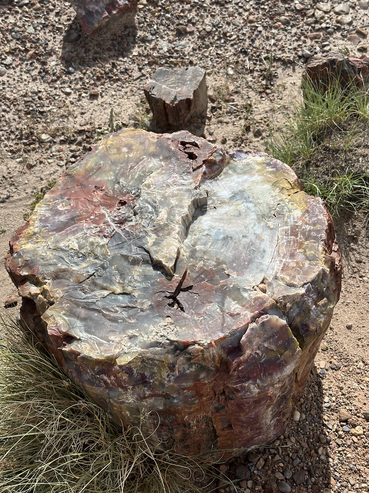 Petrified Forest