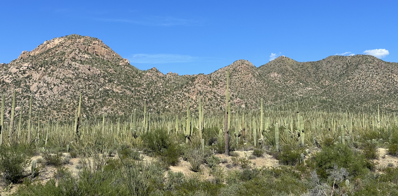 Saguaro National Park