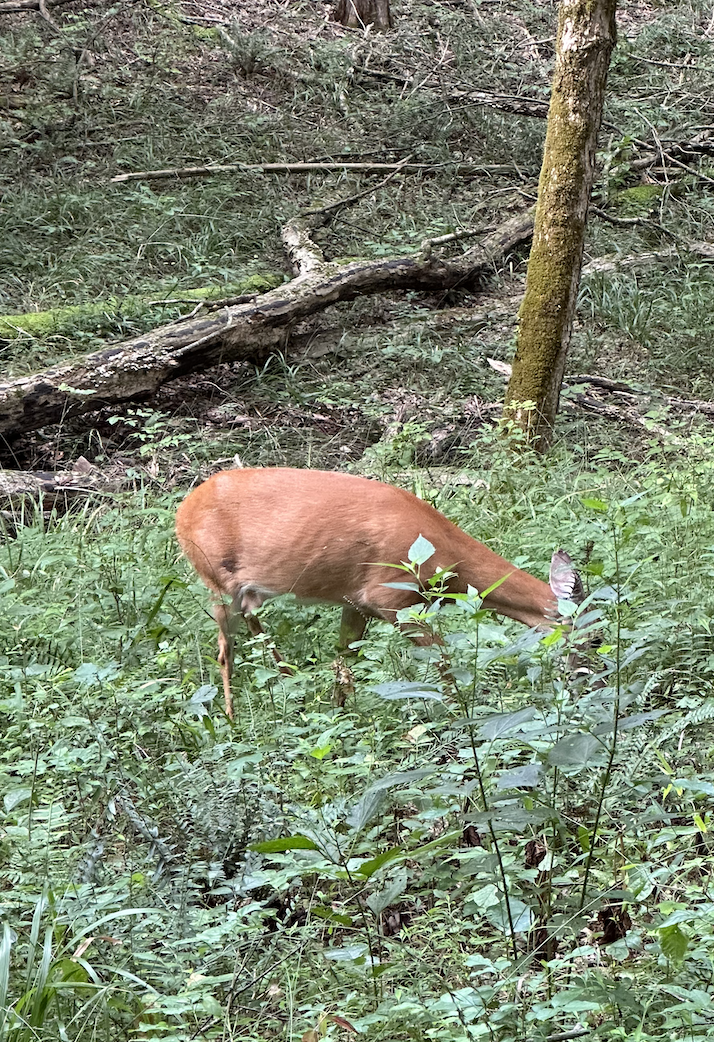 Deer very close to the trail in Mammoth Cave National Park