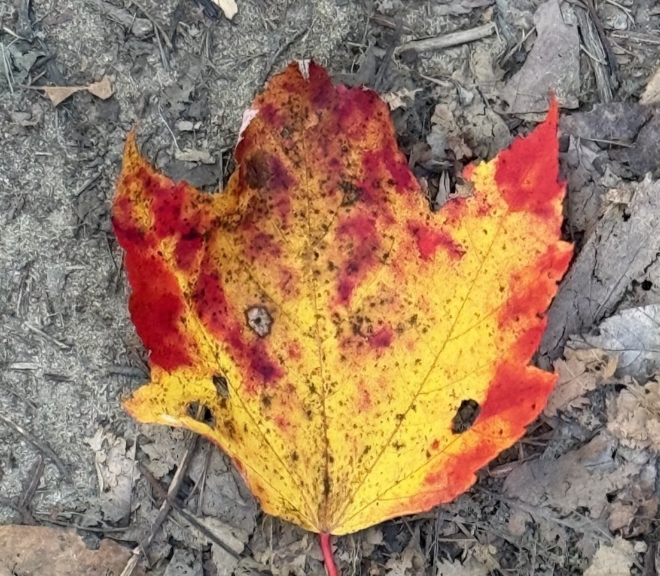 Burnt orange and yellow leaf on the ground