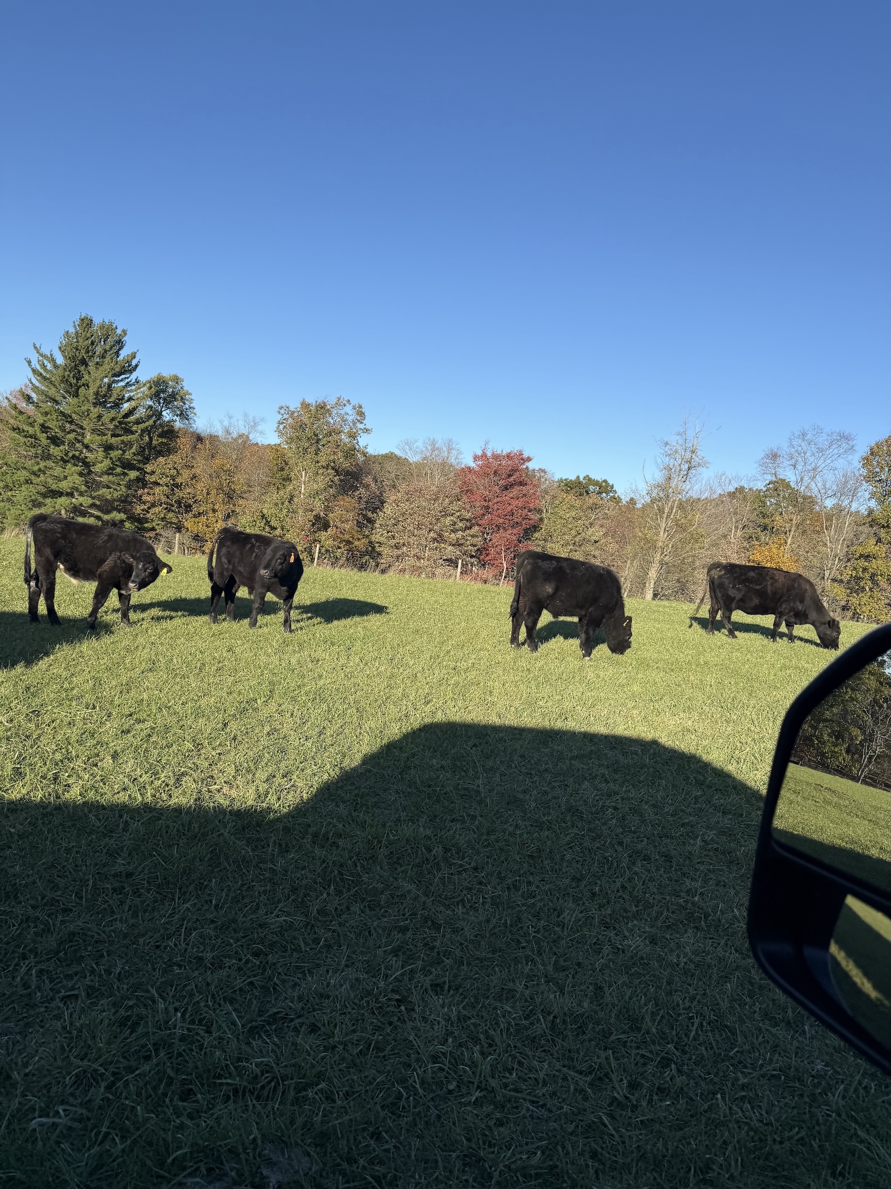 Cows at Caring Acres Farm